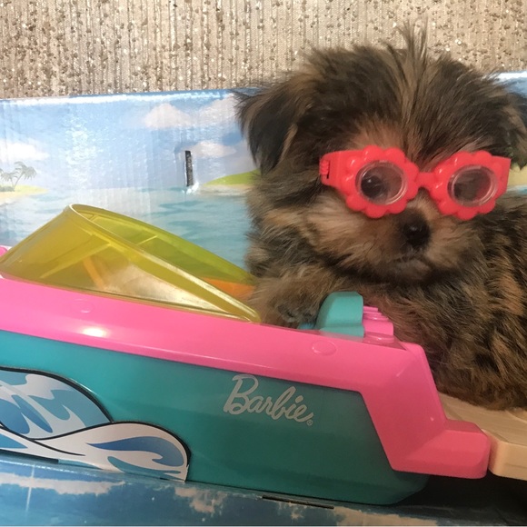 💕 Shorkies & Shih Tzu 💕 - Picture 10 of 14